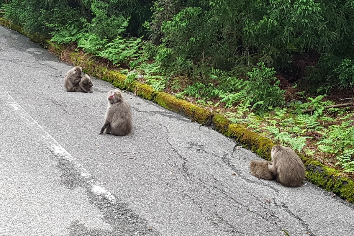 야쿠시마